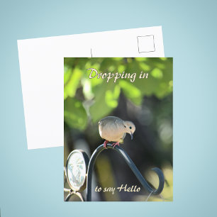 Mourning Dove Dropping in to Say Hello Postcard
