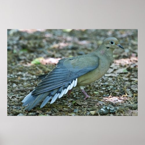 Mourning Dove Fans Wing and Tail Poster