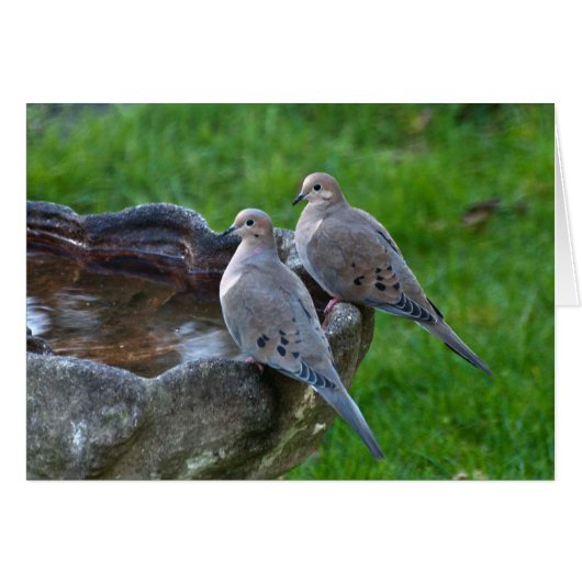Mourning Dove - Frameable Art Card (Front Horizontal)