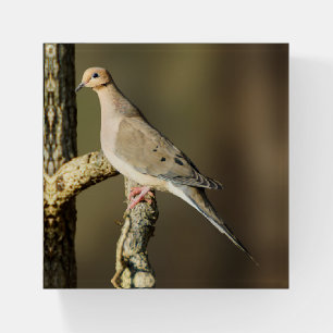 Mourning Dove Glass Paperweight