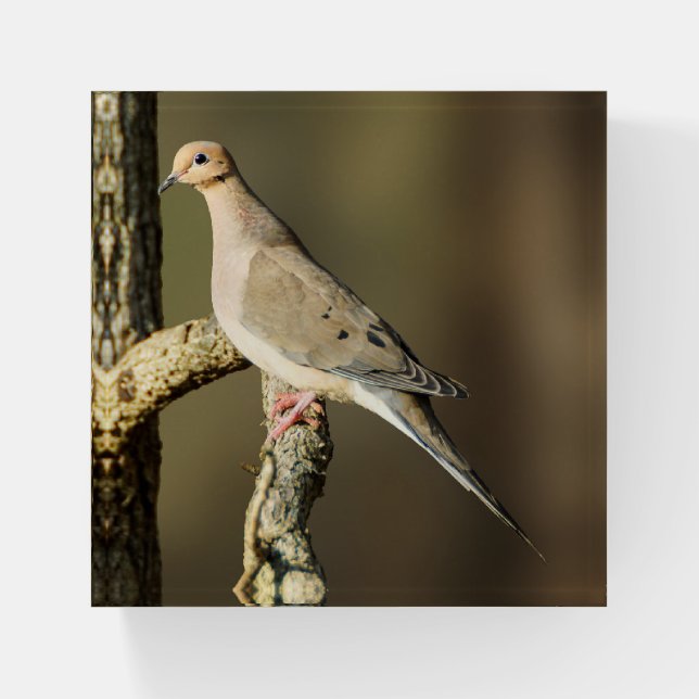 Mourning Dove Glass Paperweight (Front)