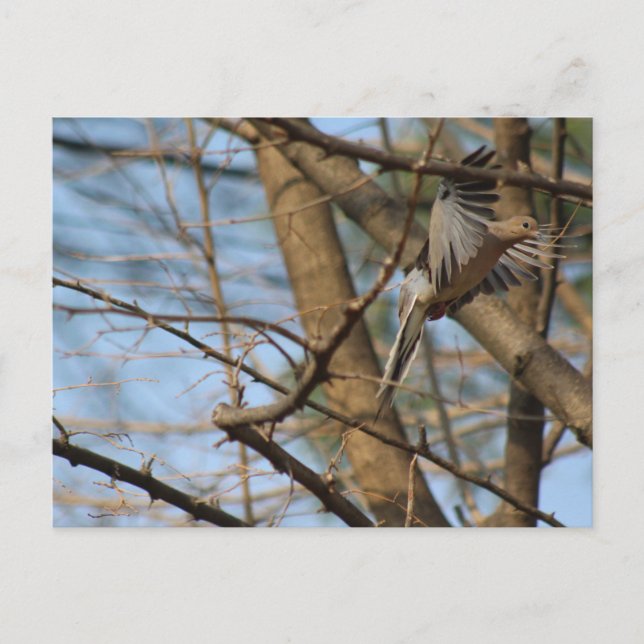 Mourning Dove in flight postcard (Front)