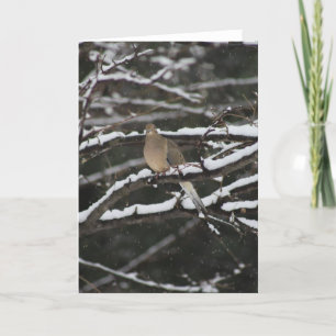 Mourning Dove in the snow Greeting Card
