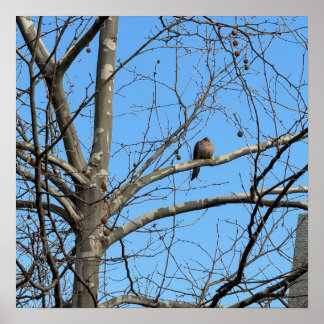 Mourning Dove in Tree Poster