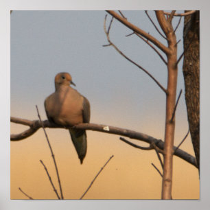 Mourning Dove in Tree Poster
