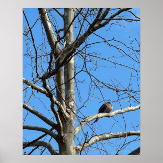 Mourning Dove in Tree Poster