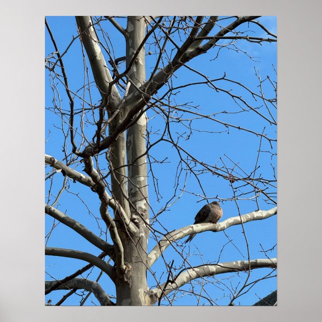 Mourning Dove in Tree Poster (Front)