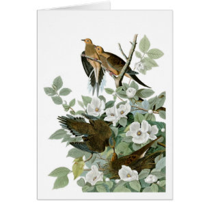 Mourning Dove, John James Audubon Cards