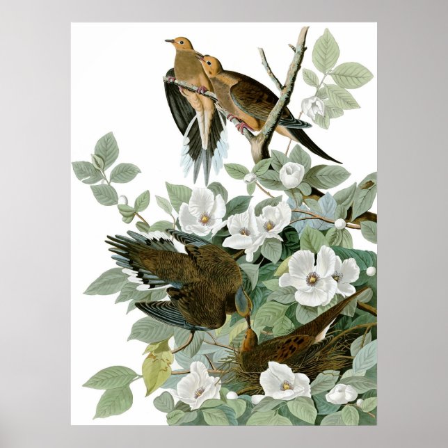 Mourning Dove, John James Audubon Fine Art Poster (Front)