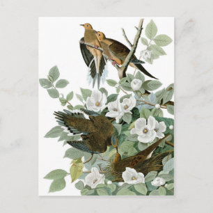 Mourning Dove, John James Audubon Fine Postcard