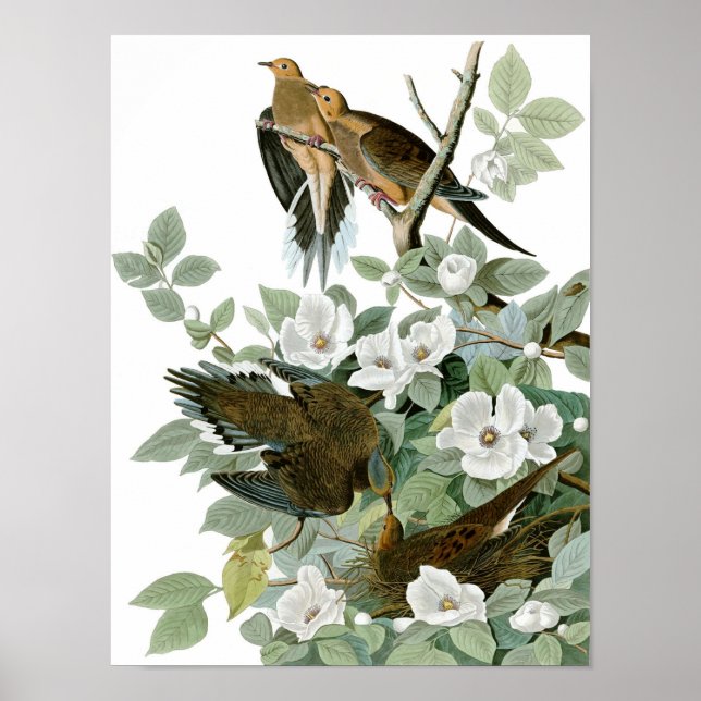 Mourning Dove, John James Audubon Poster (Front)