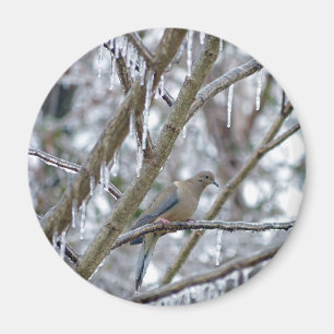 Mourning Dove Magnet