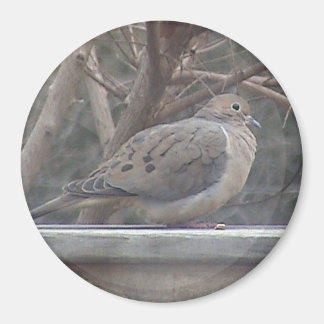 Mourning Dove Magnet