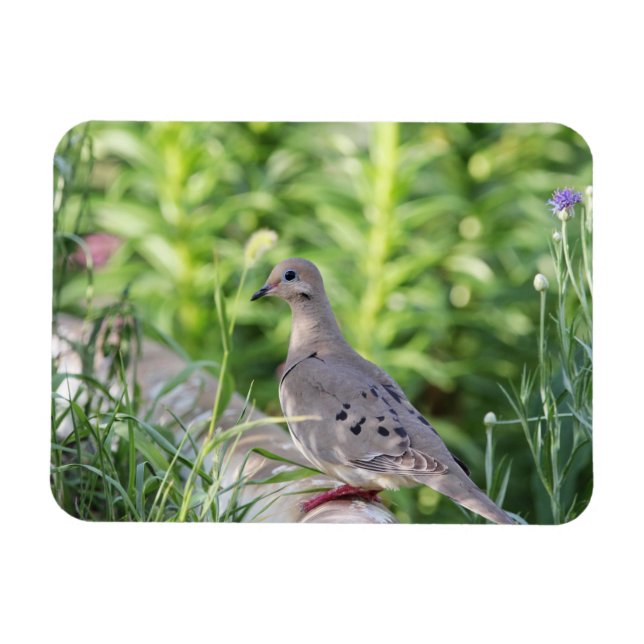 Mourning Dove Magnet (Horizontal)