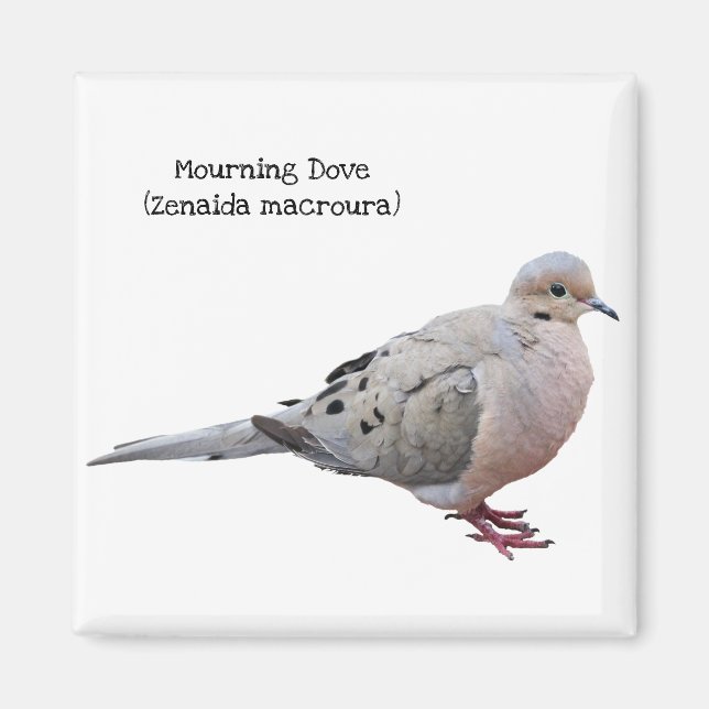 Mourning Dove Magnet (Front)