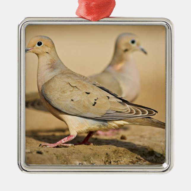 Mourning Dove Metal Ornament (Front)