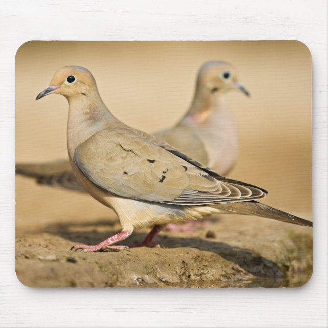 Mourning Dove Mouse Pad (Front)