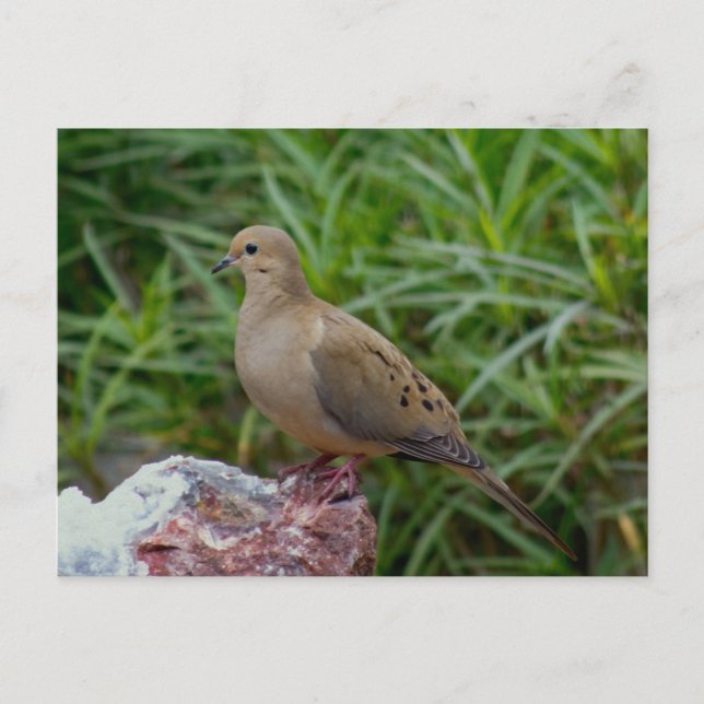 Mourning Dove on a Rock Postcard (Front)
