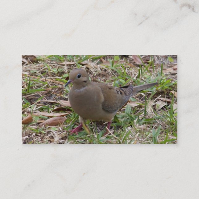 Mourning Dove or Turtle Dove on the Ground Business Card (Front)