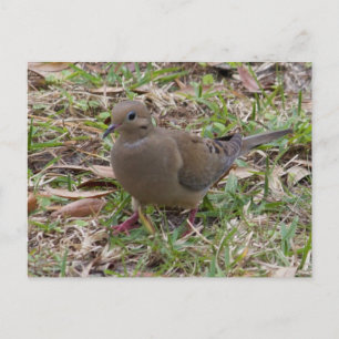 Mourning Dove or Turtle Dove on the Ground Postcard