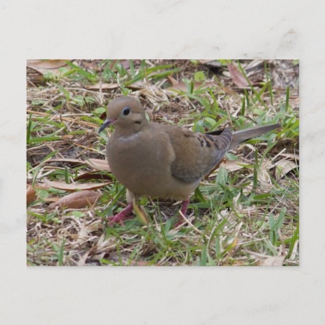 Mourning Dove or Turtle Dove on the Ground Postcard (Front)