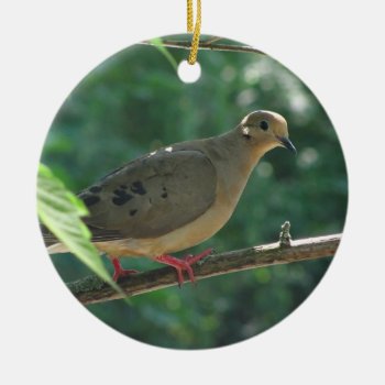 Mourning Dove ~ Ornament by Andy2302 at Zazzle