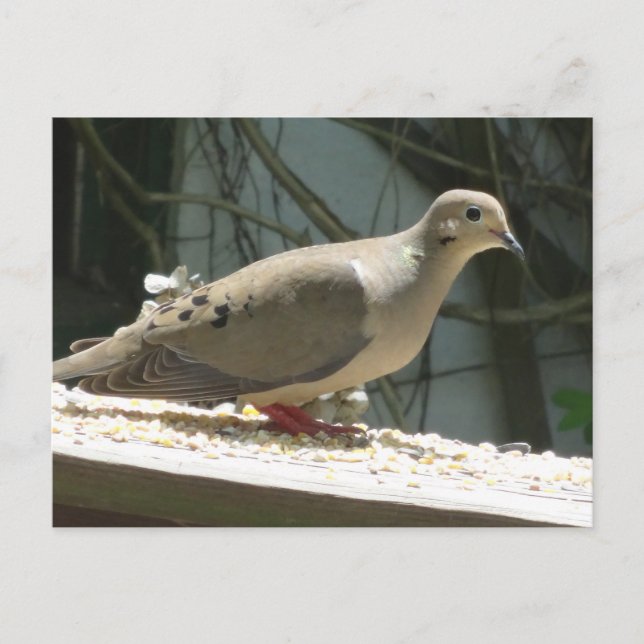 Mourning Dove Postcard (Front)