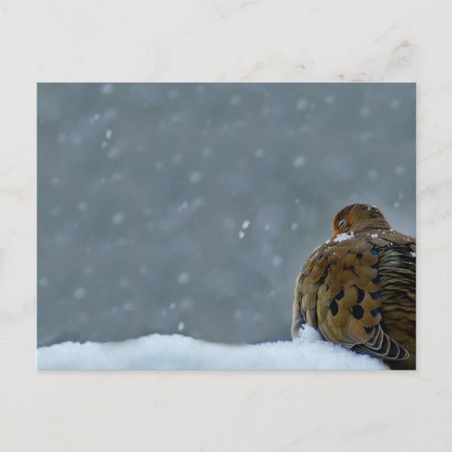 Mourning Dove Postcard (Front)