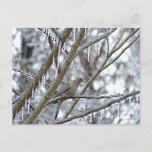 Mourning Dove Postcard