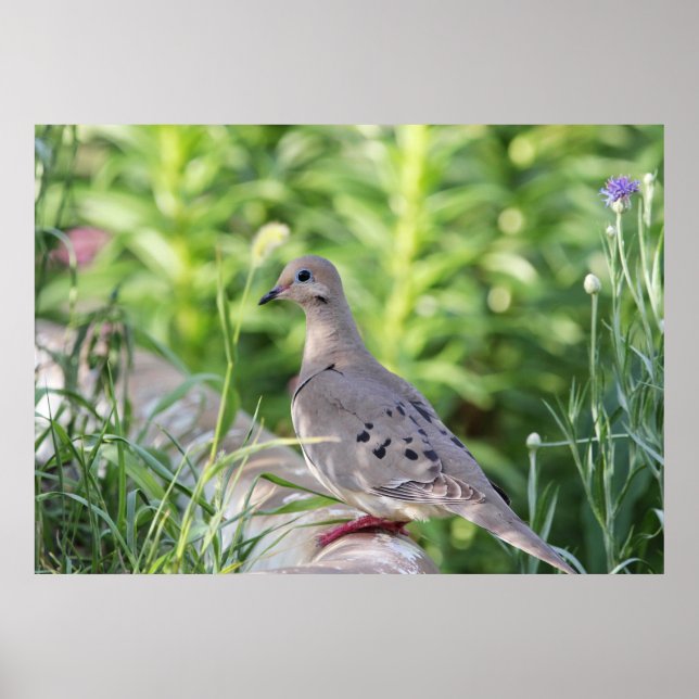 Mourning Dove Poster (Front)