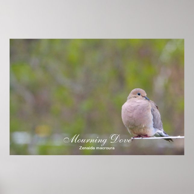 Mourning Dove Poster (Front)