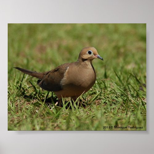 Mourning Dove Poster