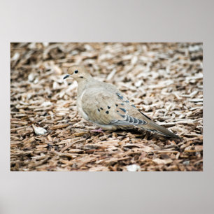 Mourning Dove Print