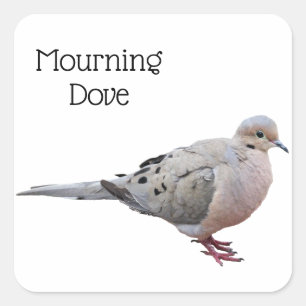 Mourning Dove Square Sticker