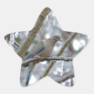 Mourning Dove Star Sticker