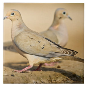 Mourning Dove Tile