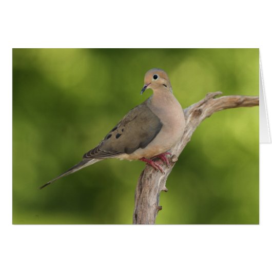 Mourning Dove, Zenaida macroura Cards (Front Horizontal)
