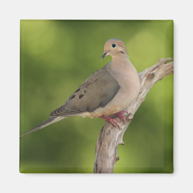 Mourning Dove, Zenaida macroura Magnet (Front)