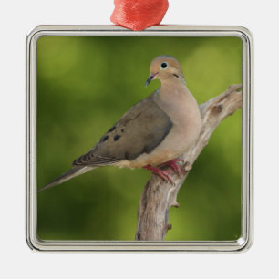 Mourning Dove, Zenaida macroura Metal Ornament