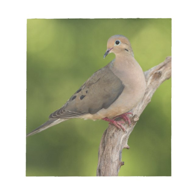 Mourning Dove, Zenaida macroura Notepad (Front)