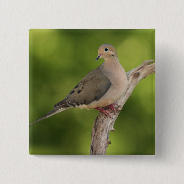 Mourning Dove, Zenaida macroura Pinback Button (Front)