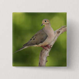 Mourning Dove, Zenaida macroura Pinback Button
