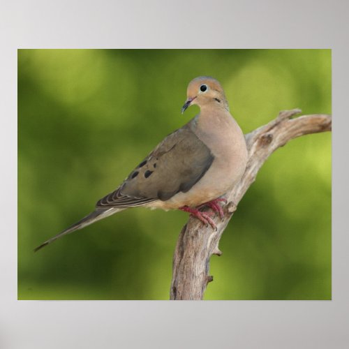 Mourning Dove Zenaida macroura Poster