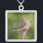 Mourning Dove, Zenaida macroura Silver Plated Necklace<br><div class="desc">COPYRIGHT Adam Jones / DanitaDelimont.com | NA02 AJE0094.jpg | Mourning Dove,  Zenaida macroura</div>