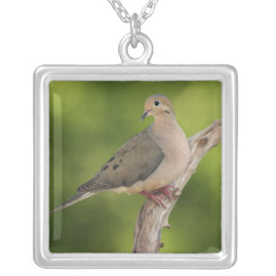 Mourning Dove, Zenaida macroura Silver Plated Necklace
