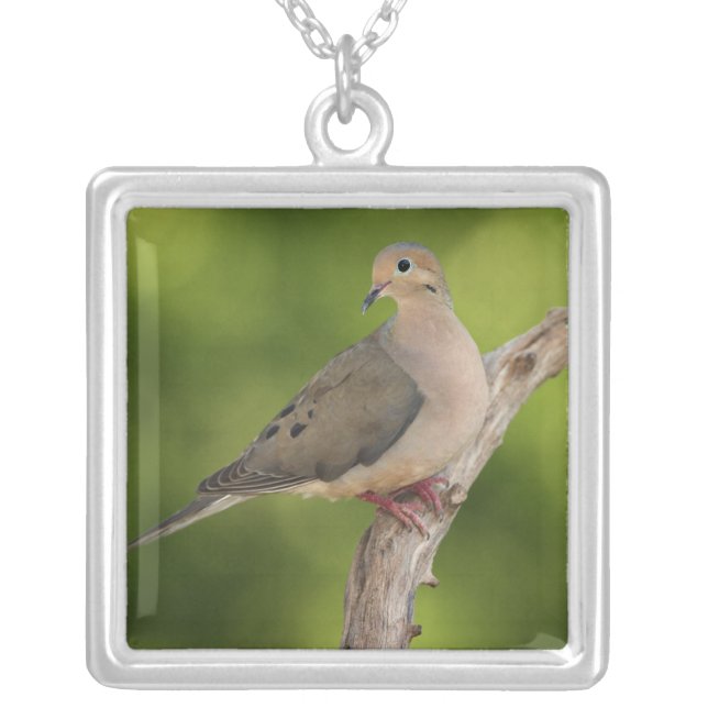 Mourning Dove, Zenaida macroura Silver Plated Necklace (Front)