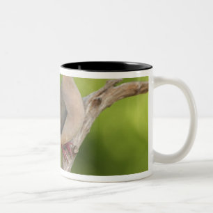 Mourning Dove, Zenaida macroura Two-Tone Coffee Mug