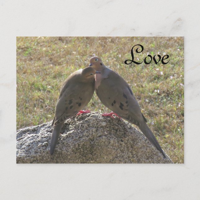 Mourning Doves birds Love Postcards (Front)