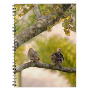 Mourning Doves Birds Notebook