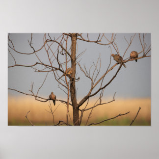 Mourning Doves in Tree Poster